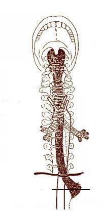 Пищевод (esophagus)
